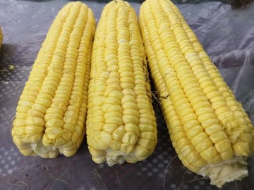 玉米棒