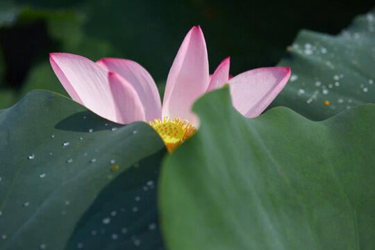 閉月羞花