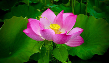 荷花