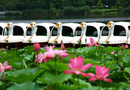 荷花