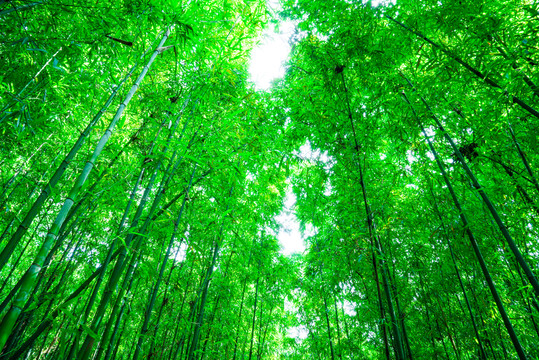 竹子竹林素材