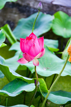 荷花風(fēng)景畫