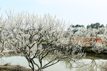 李子樹(shù)