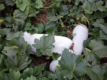 收獲冬瓜