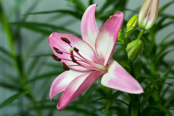 一朵百合花
