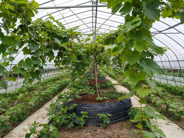 現(xiàn)代農(nóng)業(yè)種植園