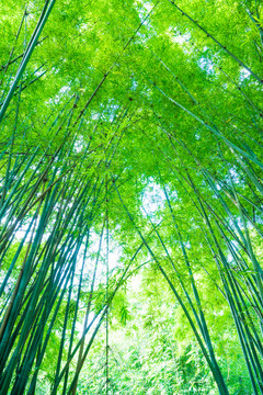 竹子竹林素材