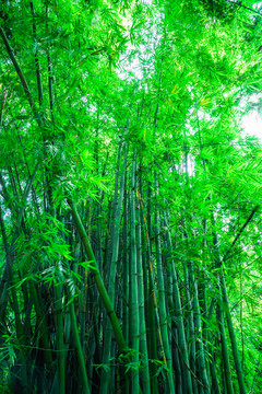 竹子竹林素材