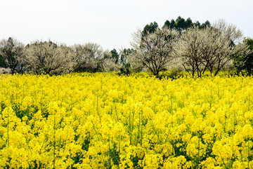 油菜花李花