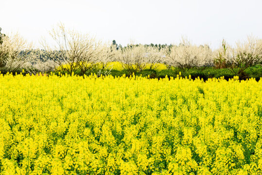 油菜花李花
