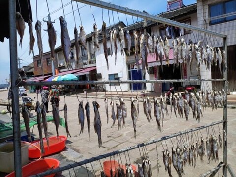 曬魚干