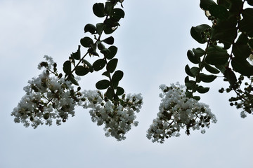 紫薇花