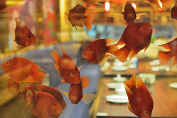 金魚