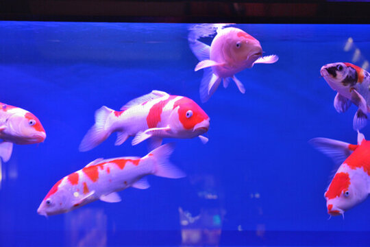 金魚