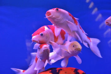 金魚
