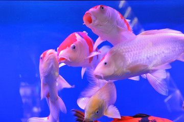 金魚