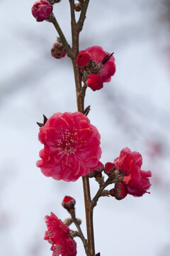 碧桃花