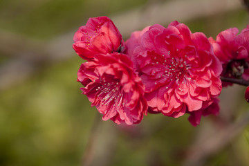碧桃花