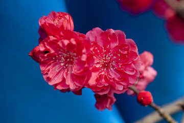 碧桃花