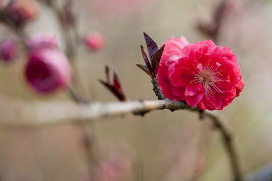 碧桃花