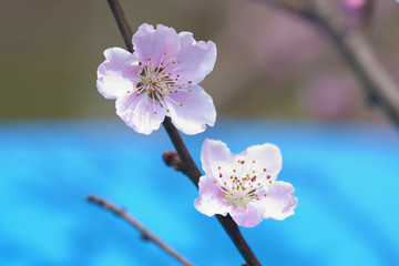 桃花