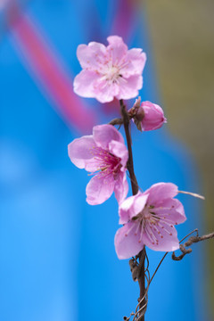 桃花