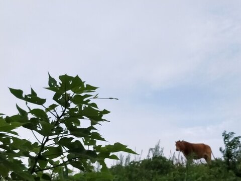 晚霞夕陽真牛