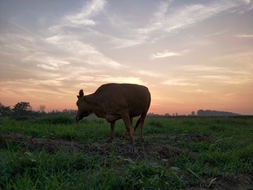 晚霞夕陽真牛