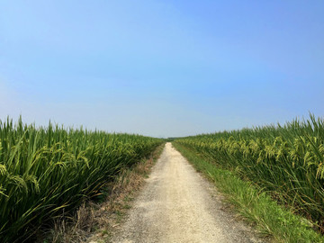 田中小路