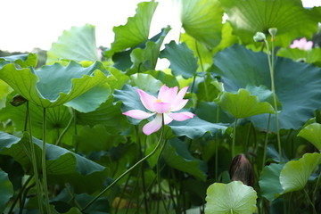 曲院風(fēng)荷