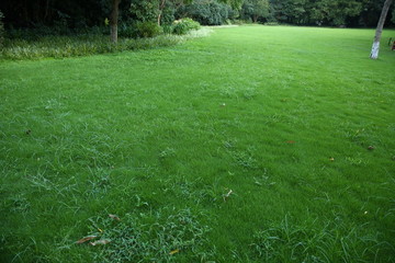 綠草坪