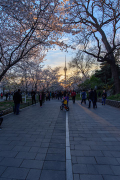 玉淵潭公園櫻花游人電視塔