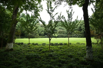 草坪樹(shù)林