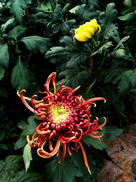 菊花