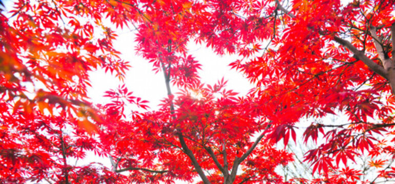紅葉林