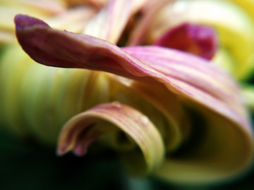 菊花局部