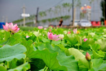 荷花