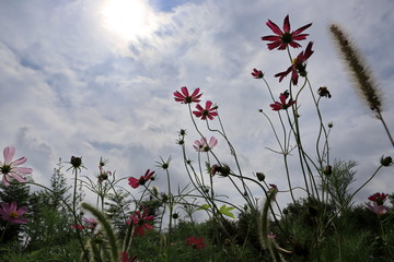波斯菊
