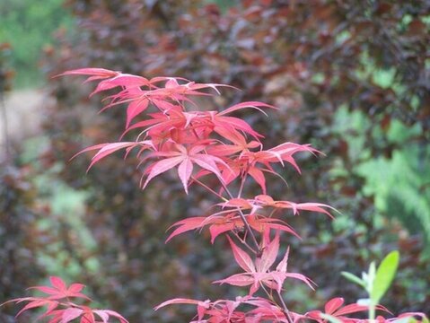 紅葉