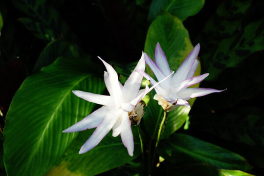 絨葉肖竹芋