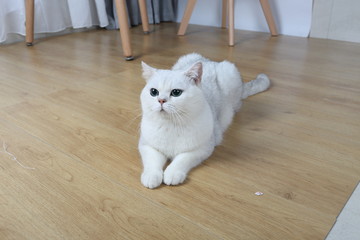 貓