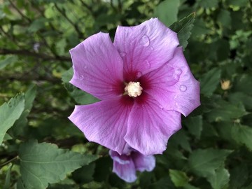 雨后花蕊帶水滴