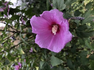 雨后花蕊帶水滴