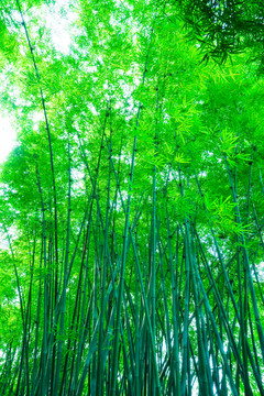 竹園竹子竹林素材