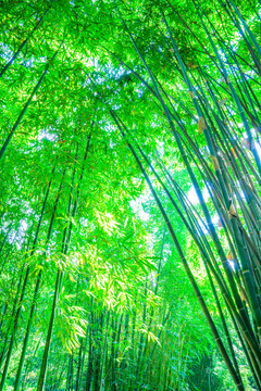 竹園竹子竹林素材