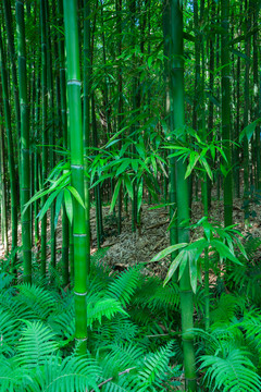 竹園竹子竹林素材
