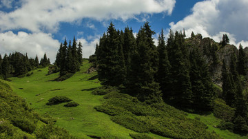 天山云杉