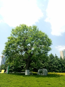 古槐樹