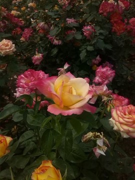 月季花