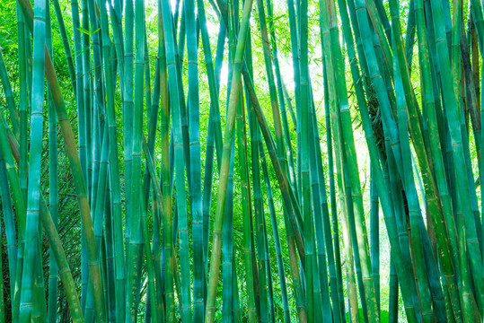 竹林素材